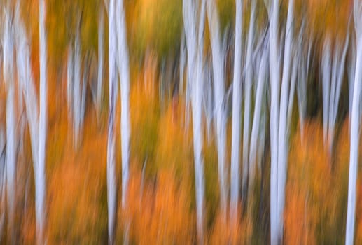 Fall foliage has arrived in an Aspen grove in the Southern Utah landscape