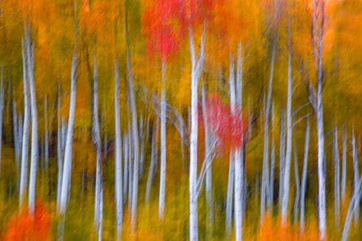 Fall foliage has arrived in an Aspen grove in the Southern Utah landscape