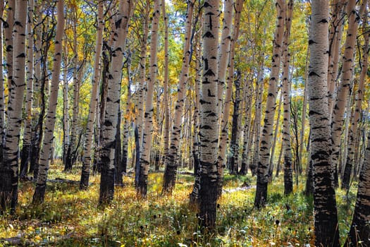 Fall colors have arrived at an aspen tree forest in Southern Utah