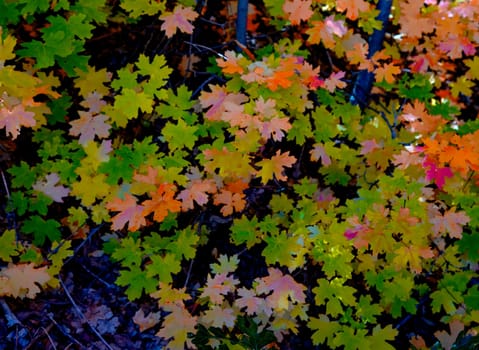 Maple leaves show their fall colors in a rural area of SOUTHERN UTAH.