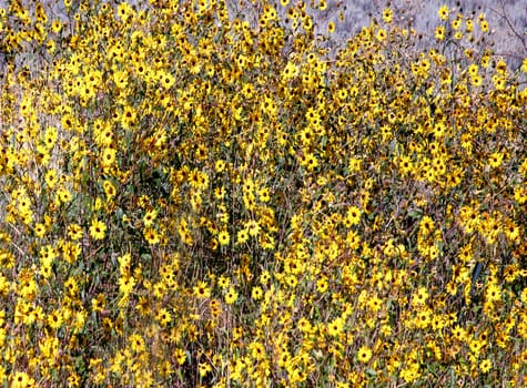 Sunflowers bloom during autumn in an open field near Zion National Park, Utah