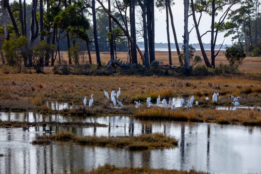 Giant Egrets at Chincoteague National Wildlife Refuge, Virginia