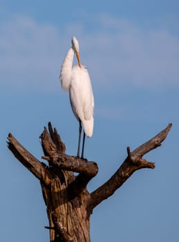 Giant Egrets at Chincoteague National Wildlife Refuge, Virginia