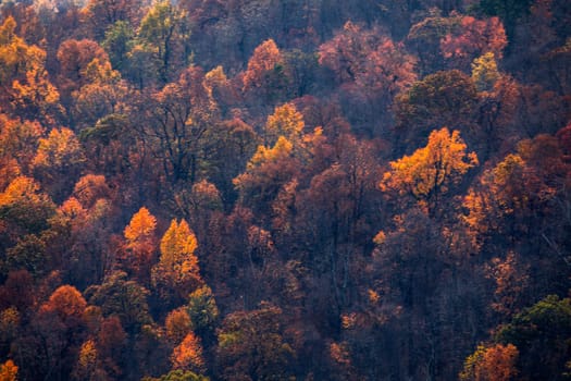 Fall colors have arrived to Virginia's Shenandoah National Park and the surrounding countryside.