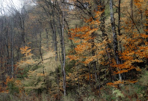 Fall colors have arrived in rural Vermont.