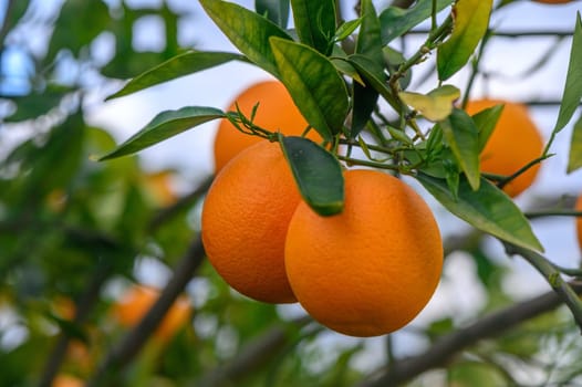 Ripe oranges hanging between the leaves on the branches of the trees of an organic citrus grove, in winter.Orange 1