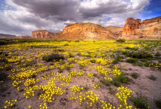 Spring flowers bloom at Wahweap Creek near Big Water, Utah