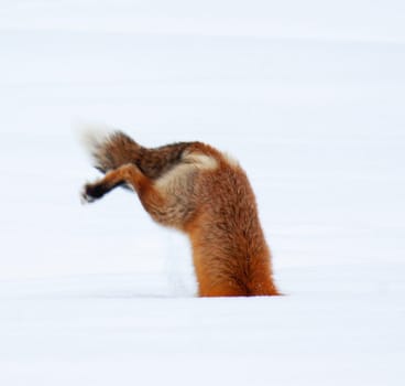 A Red Fox is searching for voles or mice during winter at Yellowstone National Park, Wyoming