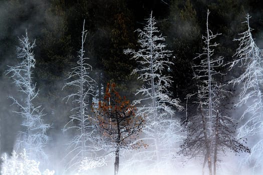 COLD AND HARSH WINTER TEMPERATURES PRODUCE FROST IN THE TREES AT YELLOWSTONE NATIONAL PARK,WYOMING