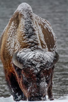 A Bison, frosted by the severe weather conditions, grazes at Yellowstone National Park, Wyoming