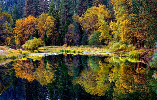 THE FALL COLORS PAINT THE STILL MERCED RIVER IN YOSEMITE NATIONAL PARK, CALIFORNIA