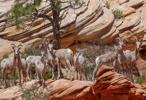 A desert bighorn sheep at Zion National Park