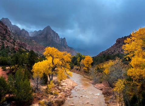 Fall colors have arrived along the Virgin River in Zion Canyon at Zion National Park, Utah