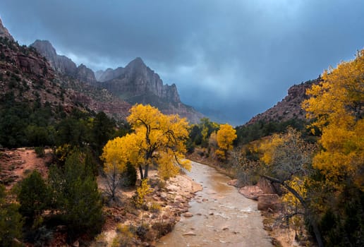 Fall colors have arrived along the Virgin River in Zion Canyon at Zion National Park, Utah