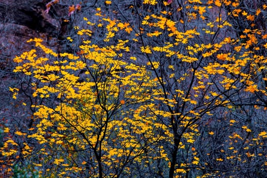 Fall colors have arrived at Zion National Park, Utah