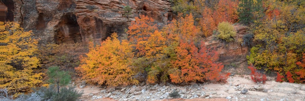 Fall colors have arrived to the east side of Zion National Park, Utah