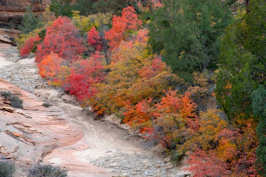 Fall colors have arrived to the east side of Zion National Park, Utah