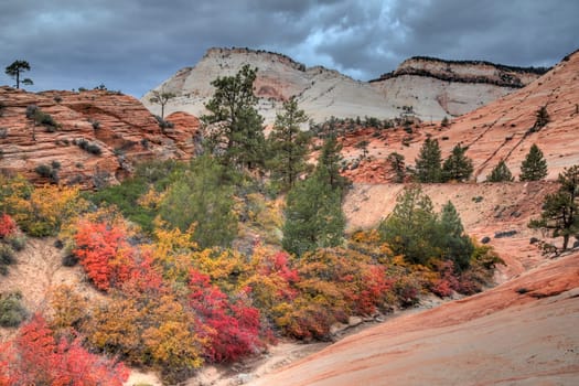 Fall colors have arrived to the east side of Zion National Park, Utah