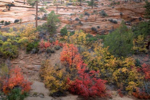 Fall colors have arrived to the east side of Zion National Park, Utah