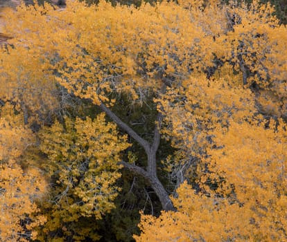 Fall colors have arrived to the east side of Zion National Park, Utah