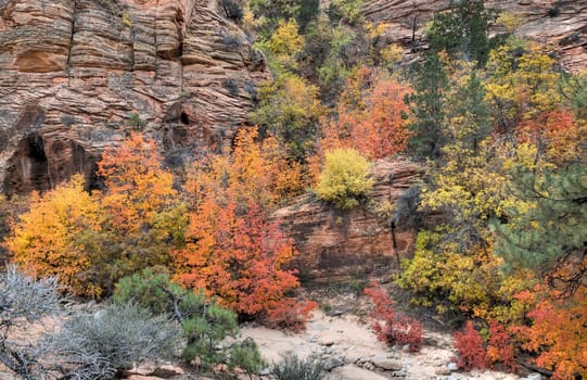 Fall colors have arrived to the east side of Zion National Park, Utah