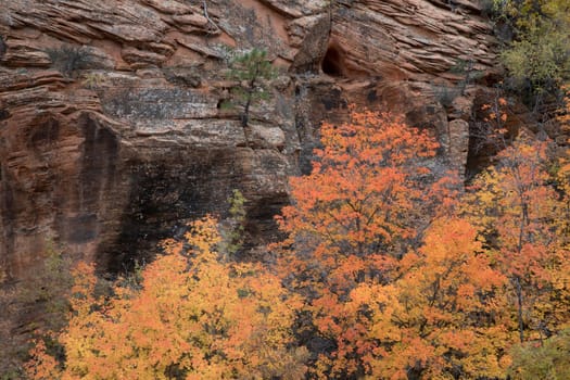 Fall colors have arrived to the east side of Zion National Park, Utah