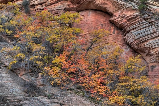 Fall colors have arrived to the east side of Zion National Park, Utah