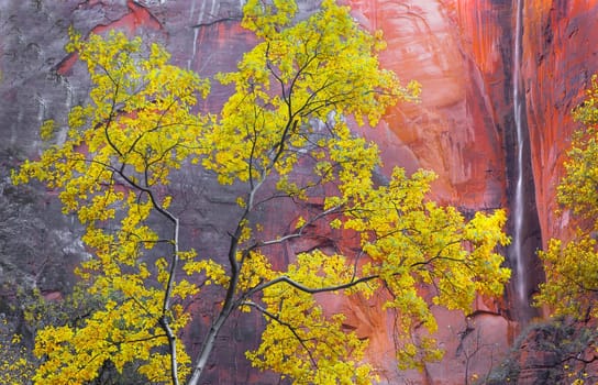 Fall colors have arrived at Zion Canyon at Zion National Park, Utah