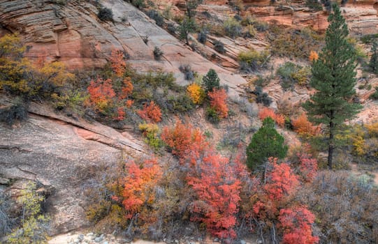 Fall colors have arrived to the east side of Zion National Park, Utah