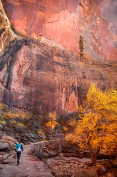 Fall colors have arrived at Echo Canyon at Zion National Park, Utah
