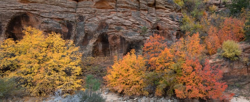 Fall colors have arrived to the east side of Zion National Park, Utah