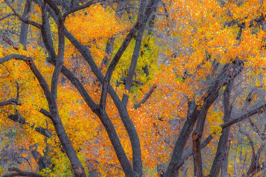 Fall colors have arrived at Zion National Park, Utah