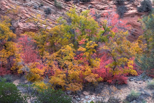 Fall colors have arrived to the east side of Zion National Park, Utah