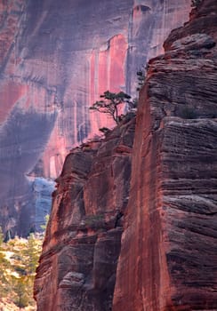A lone Juniper Tree stands out at Zion National Park, Utah