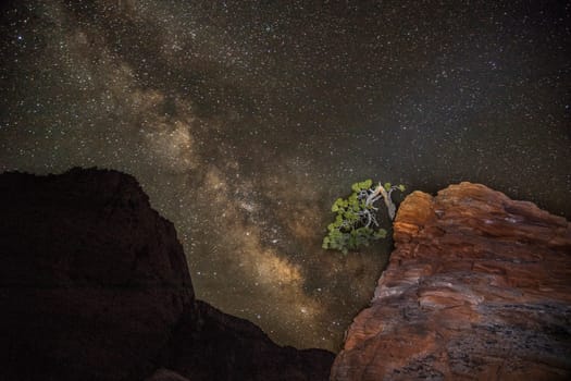 The Milky Way appears behind the "Bonsai Tree" at Zion National Park, Utah