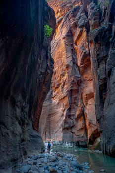 A lonely hiker travels through the fluted sandstone walls of The Narrows at Zion National Park, Utah