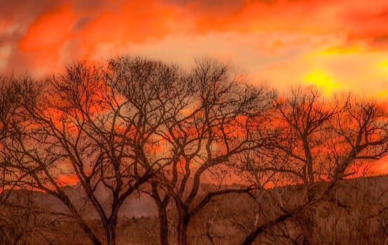 Colorful clouds produced by a setting sun provide a background for leaveless Cottonwood Trees at Zion National Park, Utah