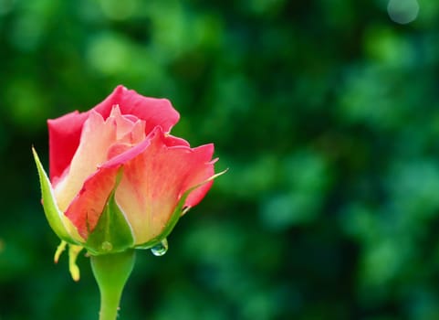 Beautiful red yellow rose with dew drops in the garden. Ideal for a greeting cards