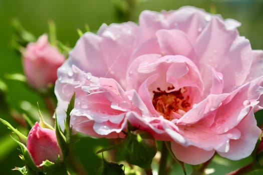 Soft pink rose Bonica and buds with dew drops in the garden. Perfect for background of greeting cards