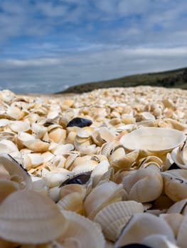 A pile of small seashells on the sea coast. Close up.