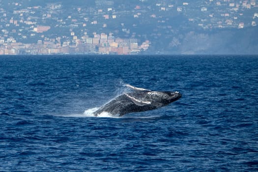 Humpback whale while breaching in Mediterranean sea ultra rare near Genoa, Italy August 2020