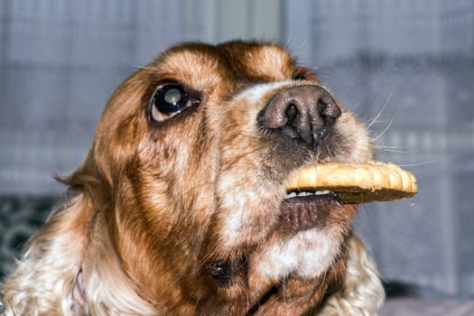 puppy cocker spaniel dog holding a biscuit in mouth