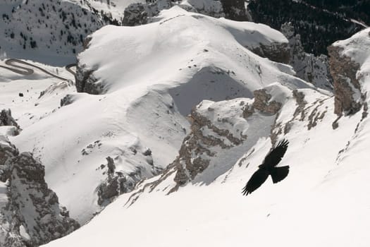 A crow on dolomites pordoi pass background