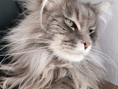 maine coon cat looking at you portrait
