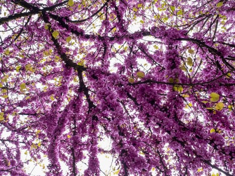 japanese cherry tree blossom detail