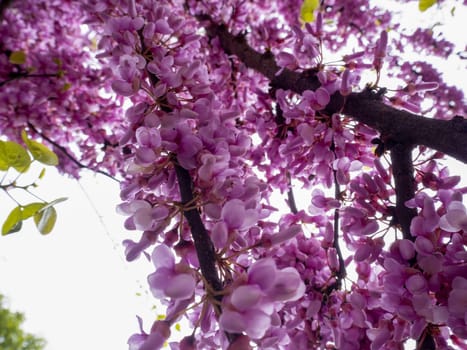 japanese cherry tree blossom detail