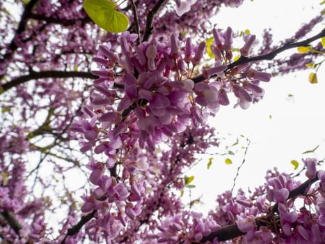 japanese cherry tree blossom detail