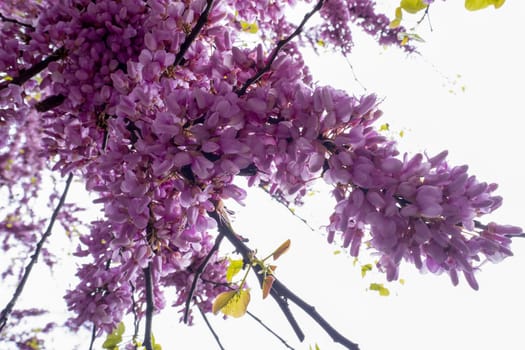 japanese cherry tree blossom detail