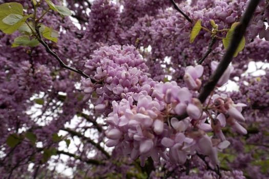 japanese cherry tree blossom detail