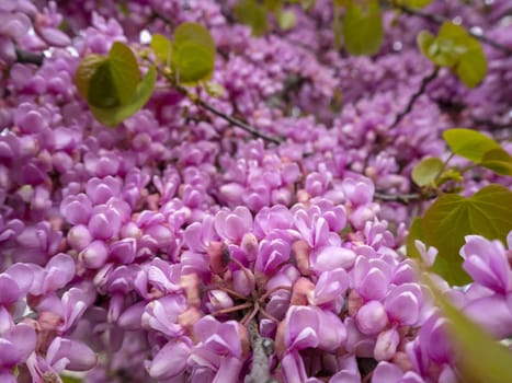 japanese cherry tree blossom detail